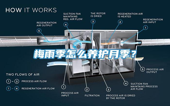 梅雨季怎么養(yǎng)護月季？