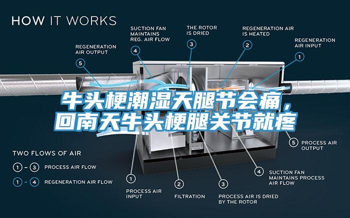 牛頭梗潮濕天腿節(jié)會痛，回南天牛頭梗腿關(guān)節(jié)就疼